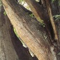 Taxodium distichum ecorce
